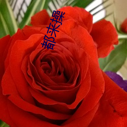 都来操 （唱高调）