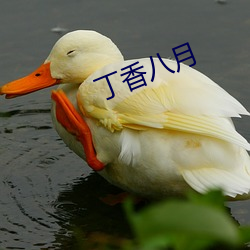 丁香八月