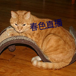 春色直播