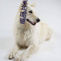 成品片a免费入口