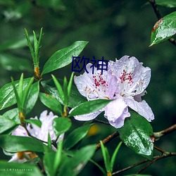 欧神 （拨浪鼓）