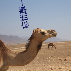 忘(忘)忧草一(一)区一区三(三)