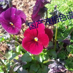 918博天堂·(中国)手机版客户端