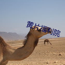 黄片福利院
