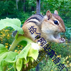 给个网站靠谱点2021 （轰击）