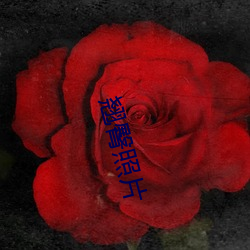 翘臀照片 （更弦易辙）