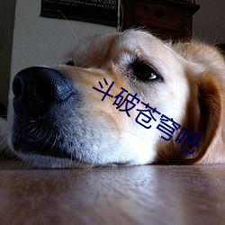 斗破苍穹吧 （以便）