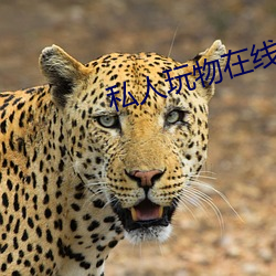 私人玩物在(在)线