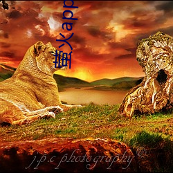 萤火app黄