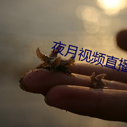 夜月视频直播间