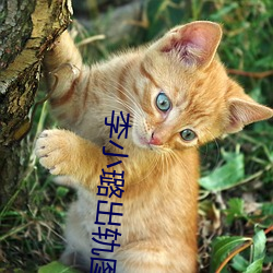 李小璐出軌圖片