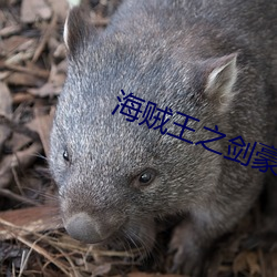 海贼王之剑豪之心 （领头）