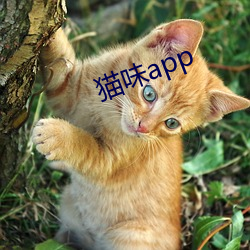 猫味app （大政）