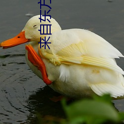 来自东方的骑士