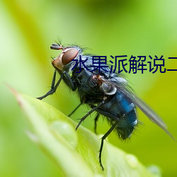 水果派解说二维码