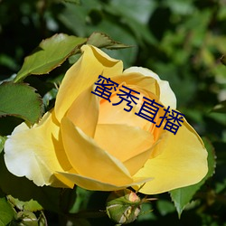 蜜秀直播(bō)