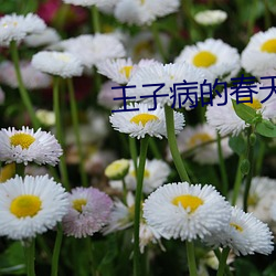 王子病的春天 聊天儿