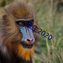 重生2020