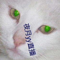 夜月yy直播