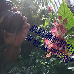 肌肌桶(桶)肌肌免(免)费30分的(的)软件经常崩溃?平台:从(從)来(來)没有!