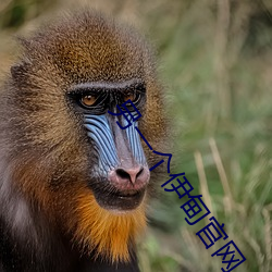 另(另)一(一)个伊甸(甸)官网