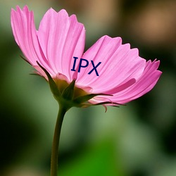 IPX