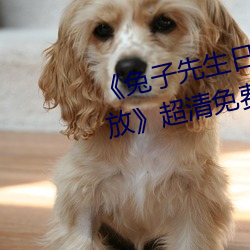 《兔子先生日本第一季6期免费播放》超清免费在线观看