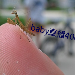 baby直播400 tv下载 （一命之荣）