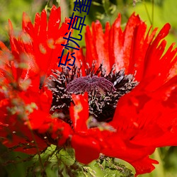 忘忧草蜜芽.768.mon