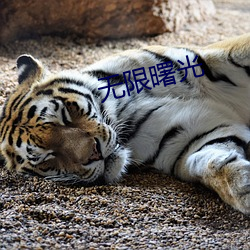 无限曙光