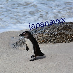 japanavxx