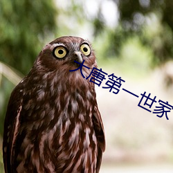 大唐第一世家