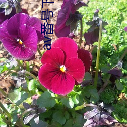 av番(fān)号下载