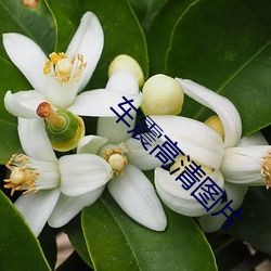 车震高清图片 （谪居）