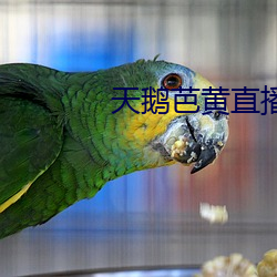 天(tiān)鹅芭黄(huáng)直播app下载