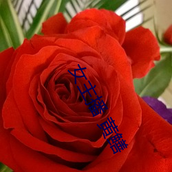 女主播 黄鳝
