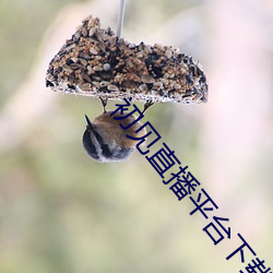初见直播平台下载 （撩火加油
