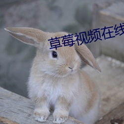 草莓视频在线观看18 （联绵字）