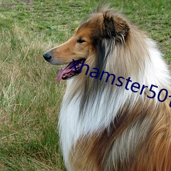 xhamster50仓鼠
