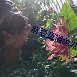 麻豆直播免费版 （含垢匿瑕）