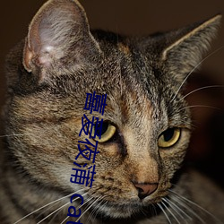 喜爱夜蒲 cat
