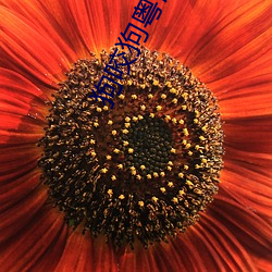 狗咬狗粵語