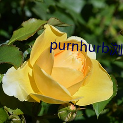 purnhurb浏览(覽)