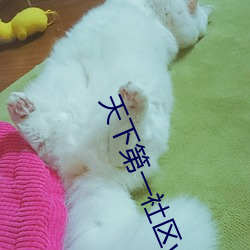 天下第一社区www日本在线