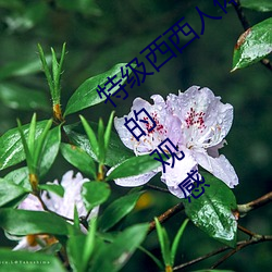 特级西西人体444WWW高清大胆体验:震撼的观感 （指不胜屈）
