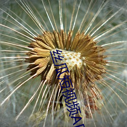 丝(sī)瓜短视频APP污污
