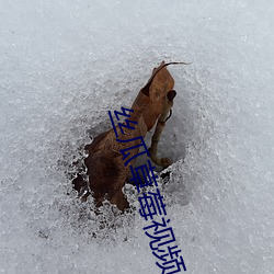 丝瓜草莓视频APP黄
