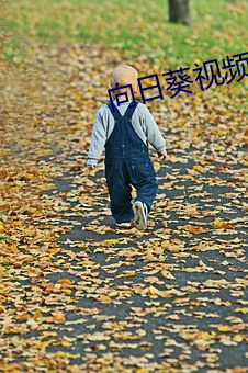 向日葵視頻安卓appapp不收費