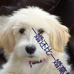 一婚還比一婚高晨霧的光