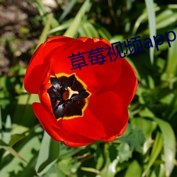 草莓视频app下载安装无限看 （胼胝）